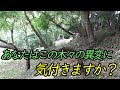 散歩道に倒木が。以外に気付かない危険。チルホールで処理