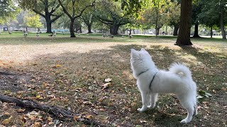 Japanese Spitz Puppy vs. Geese