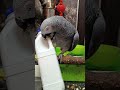 жако дома без клетки.