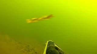 подводная охота 2019