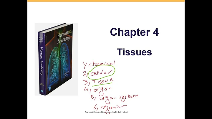 Chapter 4, Connective tissue;Part 2 Connective tissues, muscle tissue, nervous tissue;Anatomy Marieb