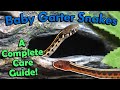 How to Care for Baby Garter Snakes!