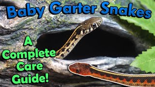 How to Care for Baby Garter Snakes!