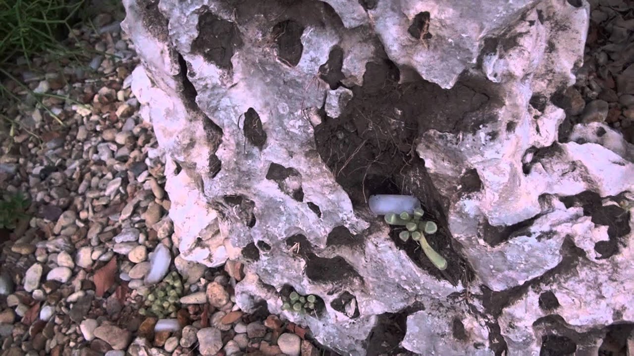 How to Water Succulents With Ice Cubes to Conserve Water YouTube