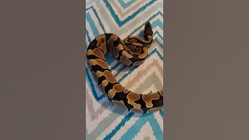 Enchi Ball Python #ballpython #snake