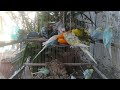 🛍️インコの小さな変化なのに気づいた瞬間から気になって…🐦🌙 #インコ動画 #癒し時間 #鳥 #リラックス