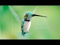The HummingBird Robot : Engineers just built a bird bot that can fly better than Hummingbird.
