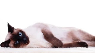 Siamese Cat Cute Moments😍😻💗(siyam kedisi sevimli anları).