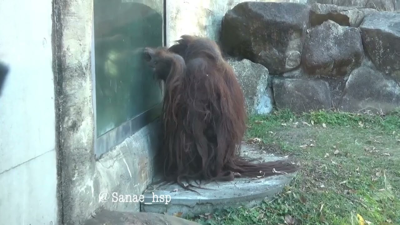 オランウータンのボルネオ 多摩動物公園 🎥2025.12.12 - YouTube