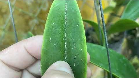 Nhận biết và cách trị bệnh rệp sáp