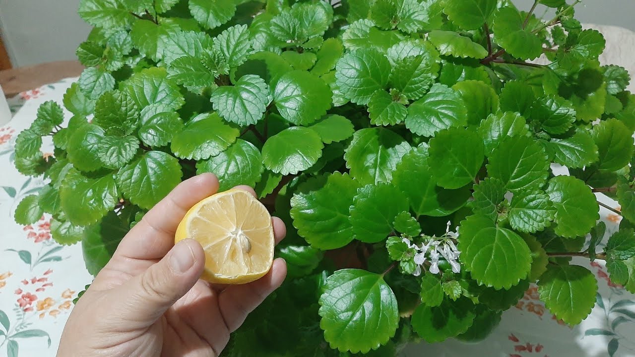 PARLAK MUSTAFA ÇİÇEĞİ BAKIMI ÇİÇEK BAKIMI ÇİÇEK COŞTURAN KÜR