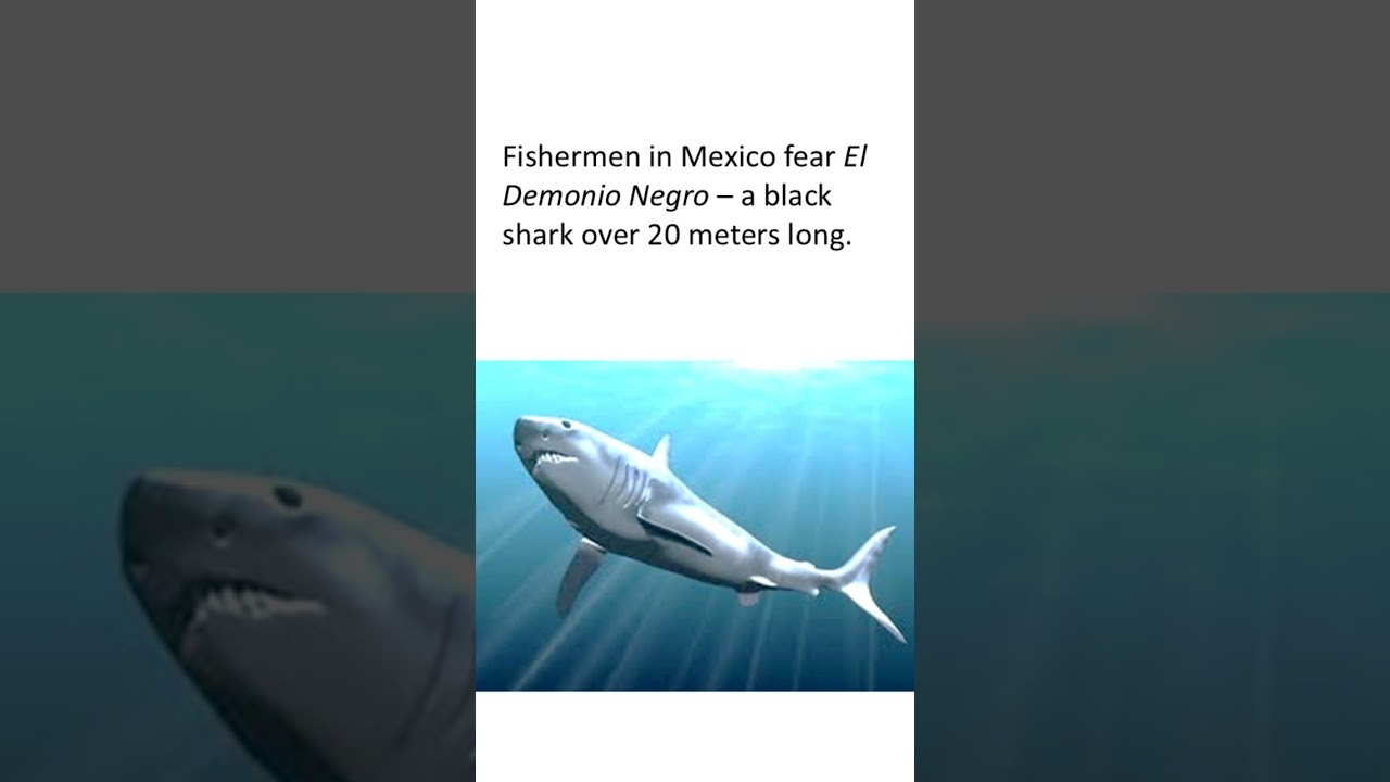 Megalodon: Ancient Shark Mystery in 60 Seconds | 