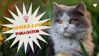 2023Top 50 nomes lindos para gato #dicasesugestões#nomeslindos