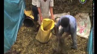 Silage Making for Goats
