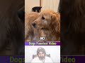 Try Not To Laugh 🤣 Best Funny Dogs Videos 2026 #funnydogs #goldenretriever #funnyanimals #shorts