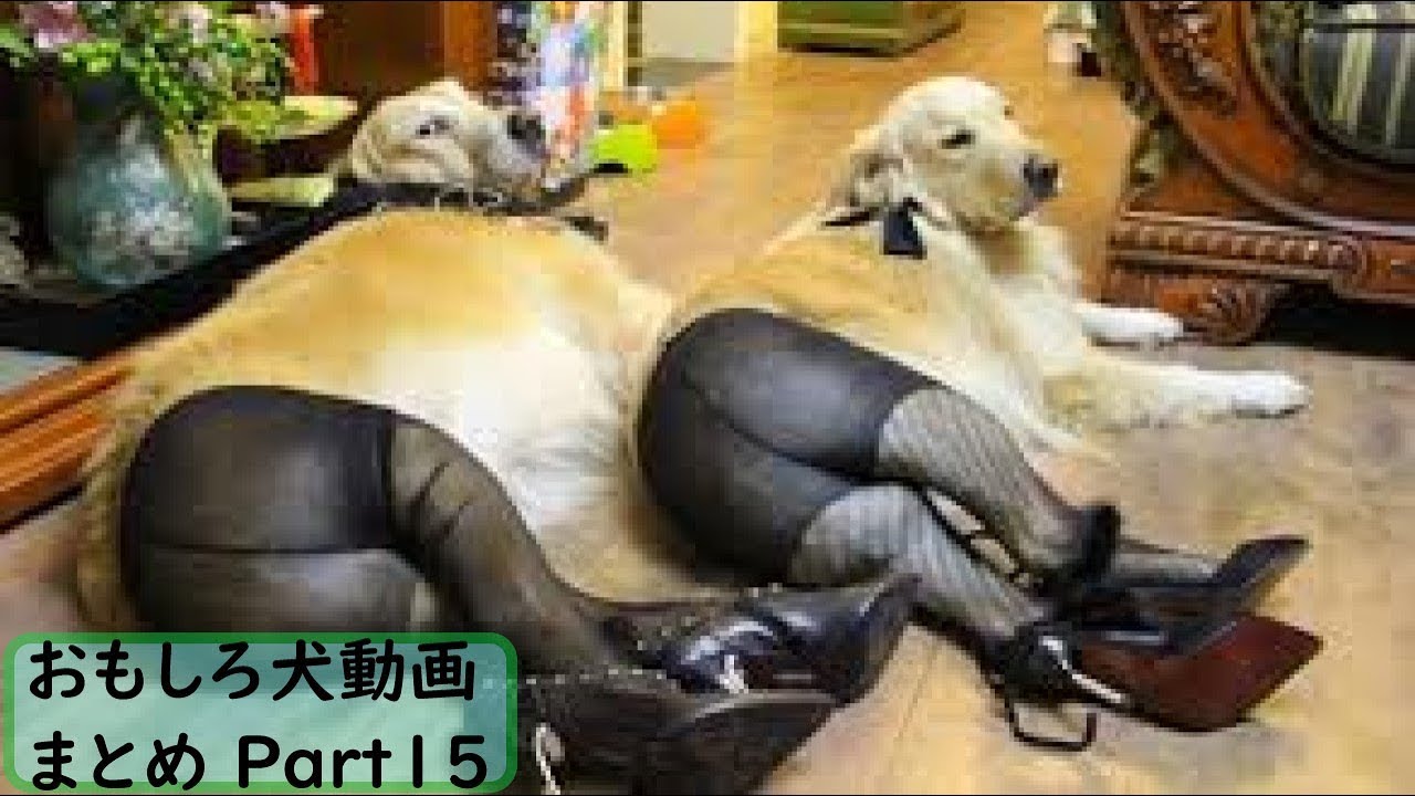 面白 犬 おもしろ犬動画まとめ 15 かわいい Youtube