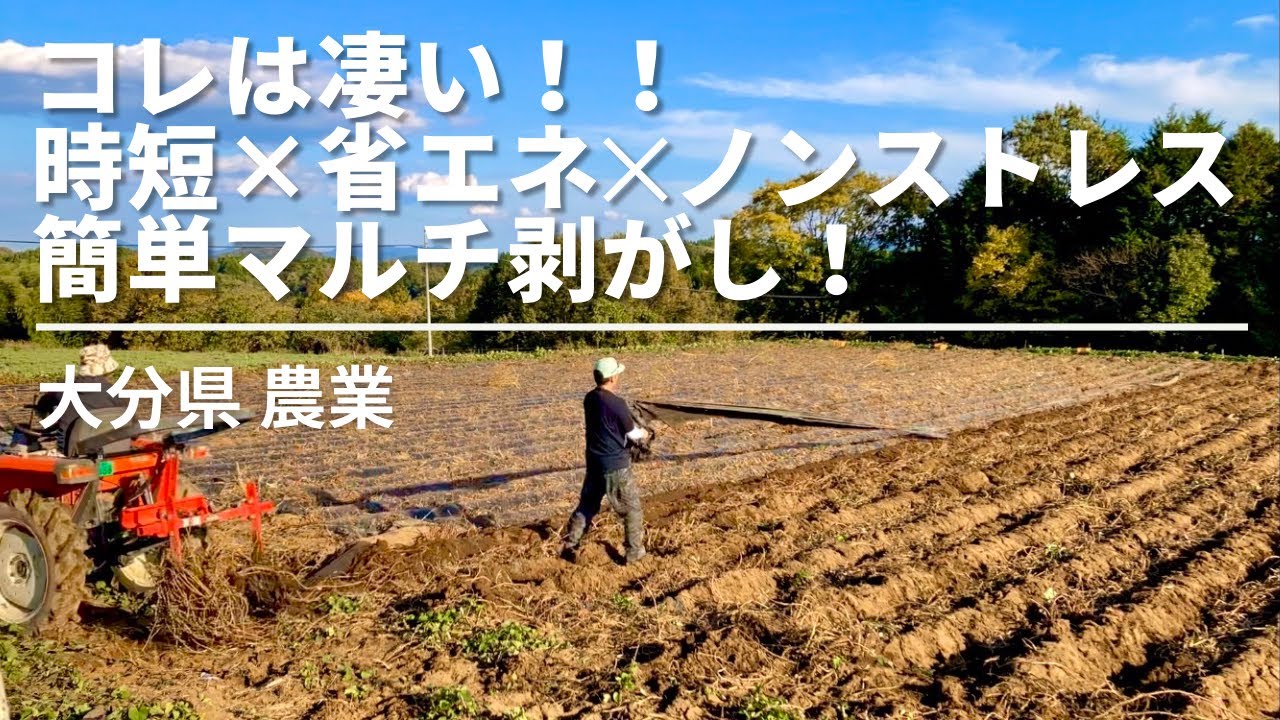 農業】簡単なマルチシートの剥がし方を考案！農家必見のさつまいも収穫