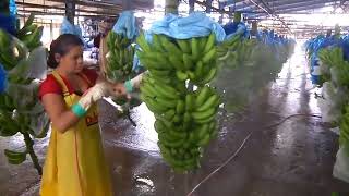 World Ingenious Harvesting Technology   How To Harvest Banana   Banana Harvesting & Farming