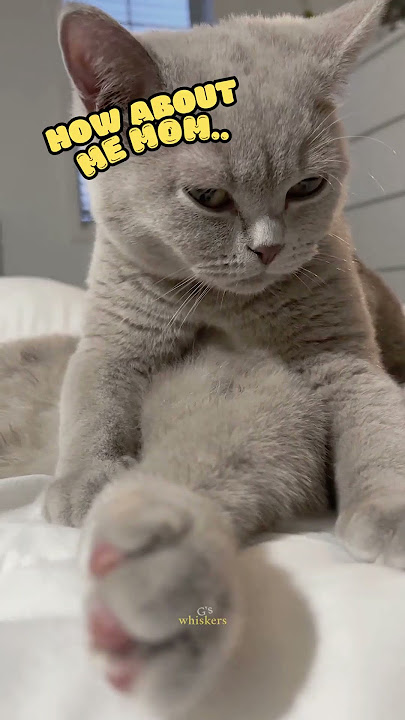 “How About Me, Mom?”– Grey Cat’s Jealous Meltdown 🔥.😾