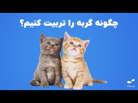 تصویری: نحوه رام کردن گربه (همراه با تصاویر)