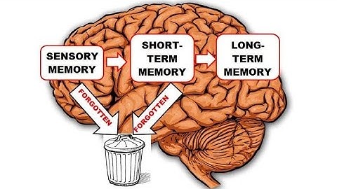 Neurophysiology of learning and memory