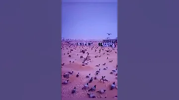 Subahnallha Janatul Baghi Madina Macca Youtubeshorts Viralvideos Islamic 