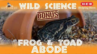 WILD SCIENCE Bonus- DIY Frog & Toad Abode