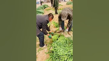 cutting the harvested spring onions with a unique knife #shorts