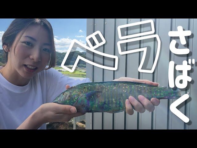 南国の青いカラフルな魚をさばいて食べてみました