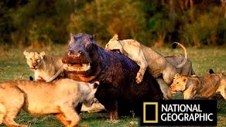 Суперхищники Лев !!! Животные с National Geographic