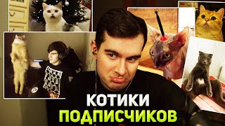 Братишкин Смотрит Котиков Подписчиков