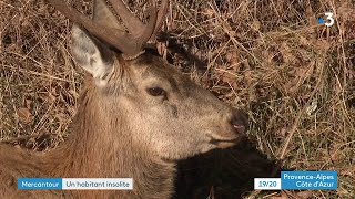 Saint-Etienne-de-Tinée : un cerf s'invite dans le village screenshot 4