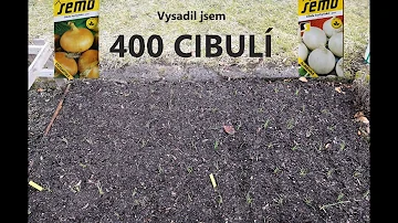 Co se týče cibule poschoďové?