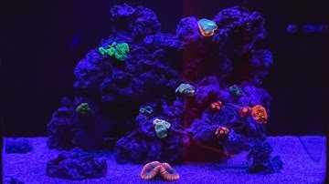 Cheap Lighting Mod on Biocube Hood FOR BETTER COLOR!