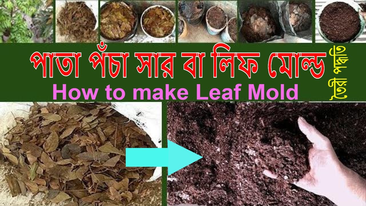 পাতা পঁচা সার বা লিফ মোল্ড তৈরী (Leaf Mold Making) Bangla YouTube