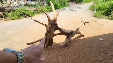 Cách Chọn Gỗ Ngọc Am Thơm Và Đẹp Thợ Không Muốn Chia Sẻ - 0985.668.070