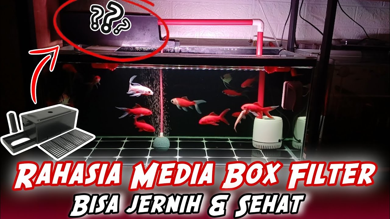 Rahasia Susunan media pada Box filter supaya air aquarium bisa jernih