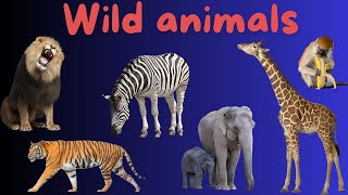 Wild Animals Flashcards