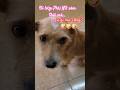 Họp bao lâu em ngồi nghe bấy lâu nha, em ham vui lắm 🤪 #dog #Tim #hopphunuxom
