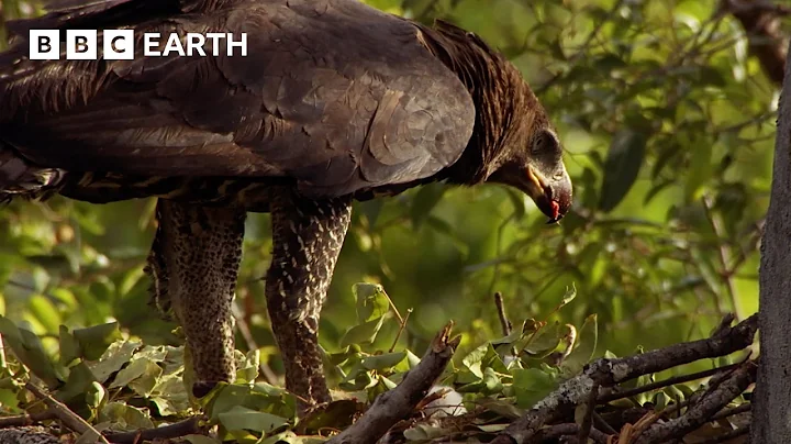 A Crowned Eagle's Hunt for Bats | Narrated by David Attenborough | Africa | BBC Earth