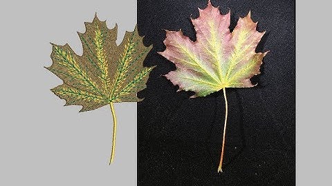 Hatch Embroidery: learn how to do shading in embroidery Advanced Hatch