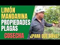 LIMÓN MANDARINA UN LIMÓN CON MUCHAS PROPIEDADES, ¿Qué es?, ¿Para qué sirve? Plagas SIEMBRA Y COSECHA