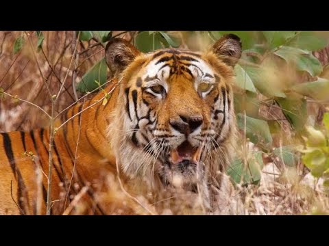 Bengal tiger king of Bandhavgarh — Bamera， The son of late B2 male