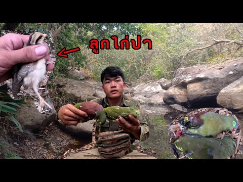 ออกหากินตอนเช้าพบผลไม้ป่ากำลังสุข//ອອກຫາກິນຍາມເຊົ້າພົບຫມາກໄມ້ປ່າກຳລັງສຸກ