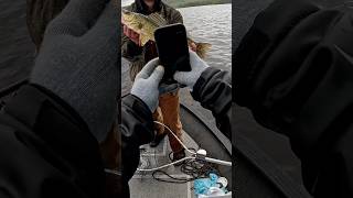 He absolutely choked it. #walleye #walleyefishing #riverfishing #fishing #minnesota
