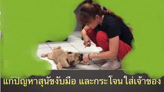 วิธีแก้ปัญหาสุนัขงับมือ และกระโจนใส่เจ้าของ
