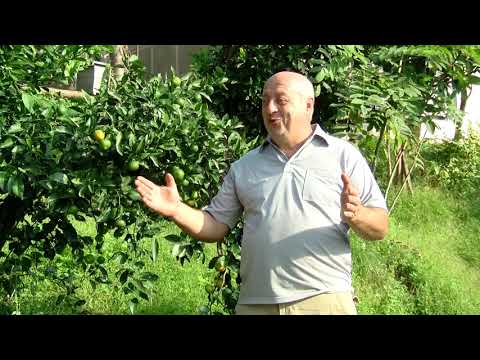 როგორ დაიცვა ფერმერმა ფუტკარი ციტრუსის წამლობისას