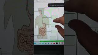 مراجعة الانزيمات و محطات الهضم، المناعة و المنعكس الفطري #علوم_الطبيعة_و_الحياة #رابعة_متوسط