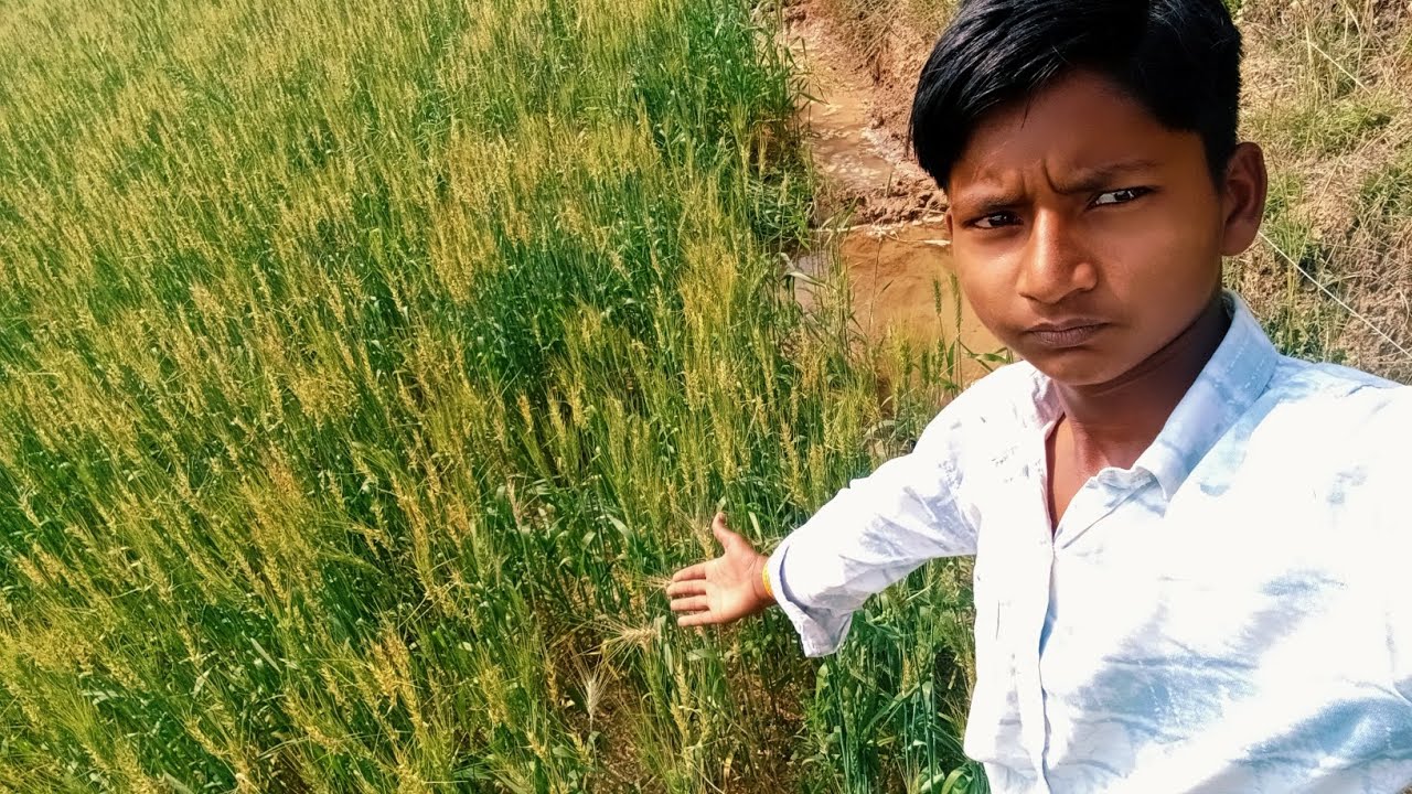 Aaj Gehu Me Paani Cala Diya 🩵💧