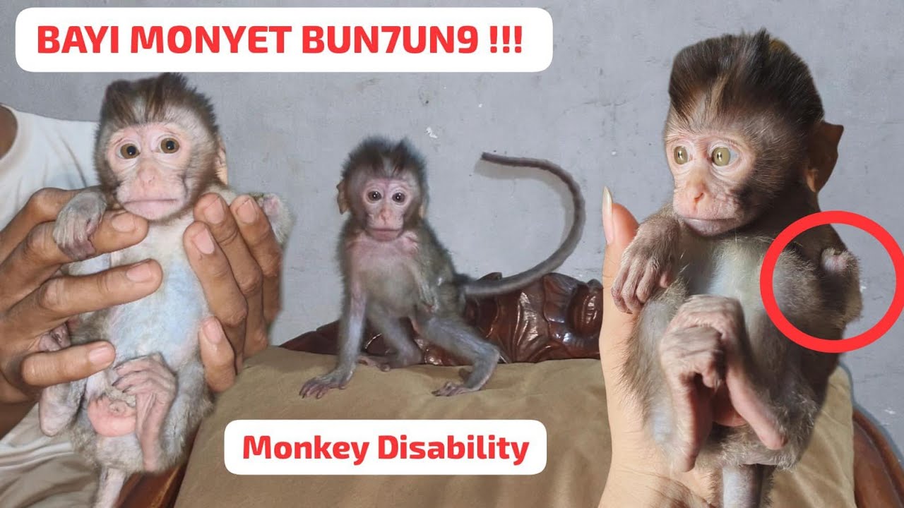 BAYI MONYET TANPA TANGAN KIRI , HIDUP DENGAN SATU TANGAN SEUMUR HIDUP‼️